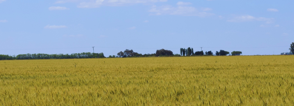 Agricultura de siete sauses
